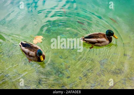 Piscine d'eau turquoise sur des canards Banque D'Images