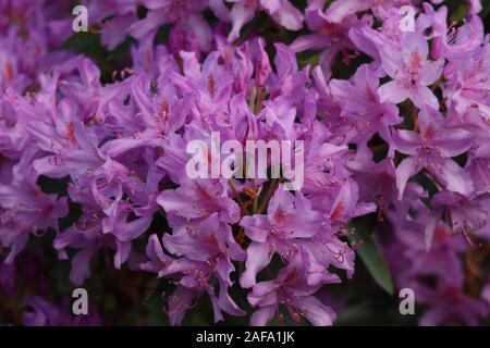 Rhododendron rose en pleine floraison. Arbuste à feuilles vertes. La pleine floraison plante, fleurs rose vif. La rose des Alpes. Close up photo de fleurs. Banque D'Images