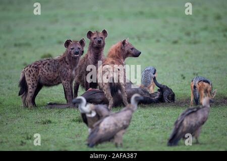 Hyènes et chacals à une carcasse de gnou tandis que les vautours attendent leur tour