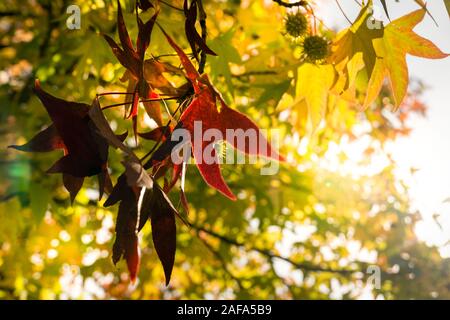 Automne doré feuilles de platane et les fruits sur les branches de l'arbre à l'heure d'or. Automne fond magnifique coucher du soleil, le rétroéclairage et le bokeh. Banque D'Images