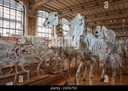 Des squelettes d'animaux dans la galerie de Paléontologie et d'Anatomie Comparée à Paris Banque D'Images