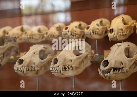 La Galerie de Paléontologie et d'Anatomie Comparée à Paris dispose d'une incroyable collection de squelettes, fossiles, et des spécimens biologiques historique Banque D'Images