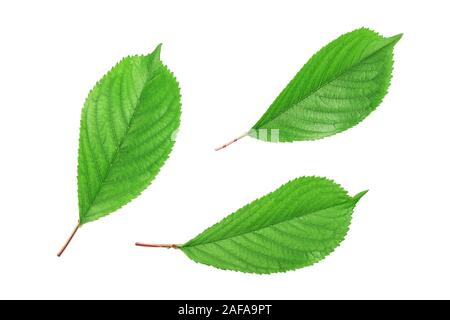 Cherry feuilles isolées sur fond blanc libre Banque D'Images