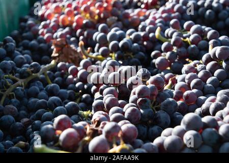 Les raisins de grenache rouge récoltés durant la saison à vin vintage Priorat région. Banque D'Images