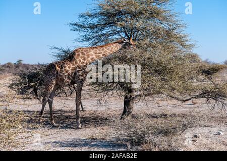 Un Angolais - Giraffa Giraffe giraffa angolensis- manger de gommages les buissons. Parc National d'Etosha, Namibie. Banque D'Images