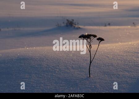 Plante flétrie dans paysage d'hiver. La neige colorée par la lumière du soir Banque D'Images