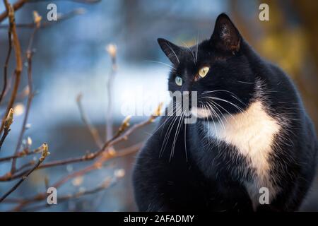 Chat domestique noir portrait in outdoor winter park Banque D'Images