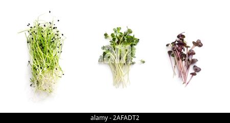 Ensemble de microgreens frais et sains à partir de différents légumes Banque D'Images