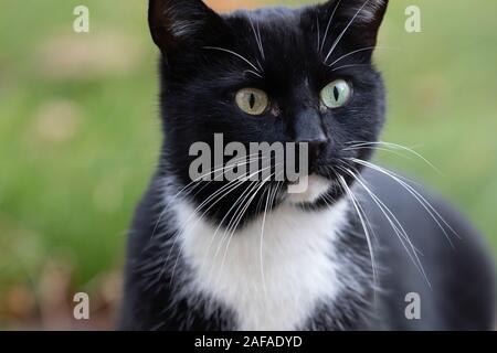 Chat domestique noir portrait in outdoor winter park Banque D'Images