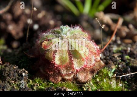 Sydney, Australie, Drosera admirabilis ou flottante sundew plant Banque D'Images