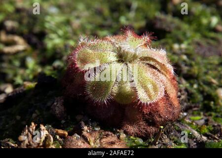 Sydney, Australie, Drosera admirabilis ou flottante rossolis plante dans sunshine Banque D'Images