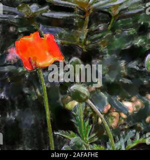 Illustration à l'aquarelle : Rouge Coquelicot, Papaver rhoeas Nom scientifique en pleine floraison avec green grand bud capsules et un arrière-plan flou délibérément je Banque D'Images