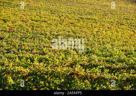 Portrait d'un vignoble avec des rangées de vignes en automne, les collines des Langhe, l'UNESCO World Heritage Site, Barbaresco, province de Cuneo, Piémont, Italie Banque D'Images