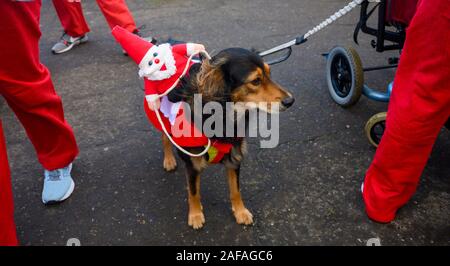 Brighton UK 14 décembre 2019 - Des centaines y compris les enfants et les chiens prennent part à la Brighton Santa Dash sur un jour de vent le long de la mer d'aider à recueillir des fonds pour la charité Rockinghorse qui est le bras de collecte de fonds de l'Hôpital Royal Alexandra d'enfants . Crédit : Simon Dack / Alamy Live News Banque D'Images