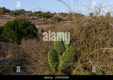 Cactus sabres en Israël Banque D'Images