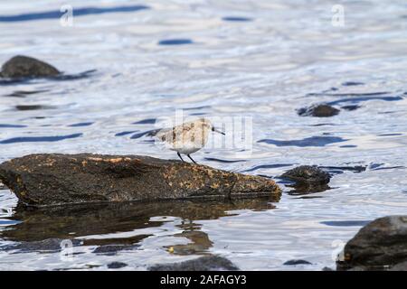 Bécasseau de Baird Calidris bairdii sur un rocher au bord de la mer à Puerto Natales Patagonie Chili Amérique du Sud Banque D'Images