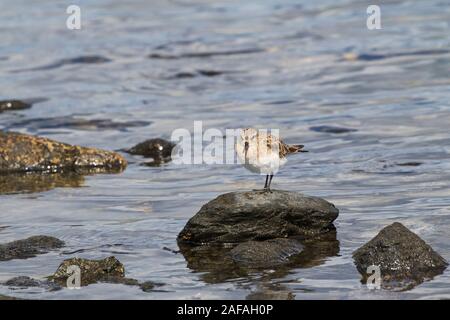 Bécasseau de Baird Calidris bairdii sur un rocher au bord de la mer à Puerto Natales Patagonie Chili Amérique du Sud Banque D'Images