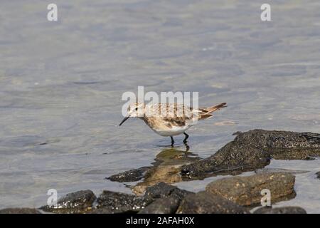 Bécasseau de Baird Calidris bairdii sur un rocher au bord de la mer à Puerto Natales Patagonie Chili Amérique du Sud Banque D'Images