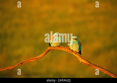 Coracias garrulus European roller paire percherd sur une branche morte au début de la lumière du matin près de Tiszaalpar le parc national de Kiskunsag Hongrie Mai 2017 Banque D'Images