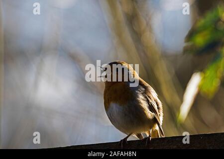 Rougegorge familier Erithacus rubecula aux abords de chanter, perché au sommet d'une clôture, Blashford Lakes Nature Reserve, Ellingham, près de Ringwood, Hampshire, England, UK Banque D'Images