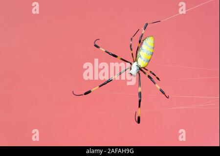 Belle close-up d'araignée Nephila clavata connu au Japon comme Joro gumo isolé sur fond rouge avec l'exemplaire de l'espace. Plan horizontal. Banque D'Images