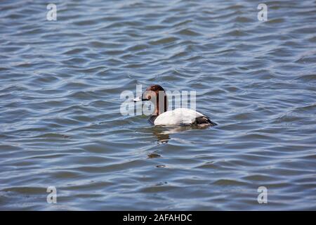 Aytha ferina milouin mâle sur le lac Radipole réserve RSPB, Weymouth, Dorset, England, UK, avril 2018 Banque D'Images