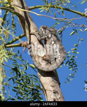 Le Chameleon géant (Furcifer oustaleti ) sur un arbre à Madagascar Banque D'Images