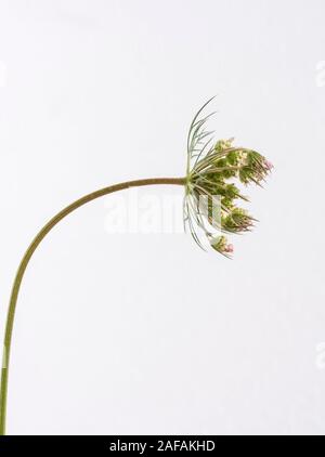 Fleurs isolées de Daucus carota Banque D'Images