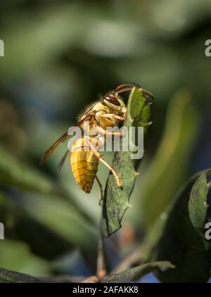 Bouclier noir wasp, Vespa bicolor, originaire de l'Asie du sud-est, de l'alimentation sur le chêne-liège sap, Andalousie, espagne. Banque D'Images