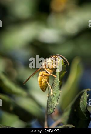 Bouclier noir wasp, Vespa bicolor, originaire de l'Asie du sud-est, de l'alimentation sur le chêne-liège sap, Andalousie, espagne. Banque D'Images