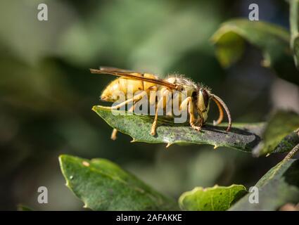 Bouclier noir wasp, Vespa bicolor, originaire de l'Asie du sud-est, de l'alimentation sur le chêne-liège sap, Andalousie, espagne. Banque D'Images