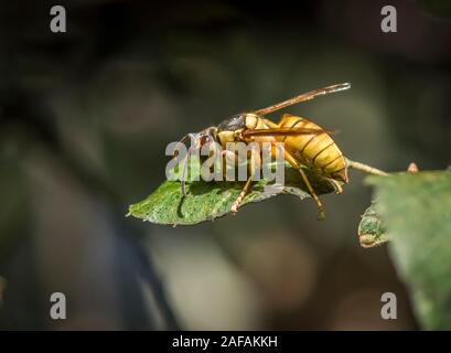 Bouclier noir wasp, Vespa bicolor, originaire de l'Asie du sud-est, de l'alimentation sur le chêne-liège sap, Andalousie, espagne. Banque D'Images