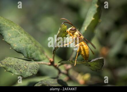 Bouclier noir wasp, Vespa bicolor, originaire de l'Asie du sud-est, de l'alimentation sur le chêne-liège sap, Andalousie, espagne. Banque D'Images