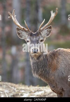 Cerf rouge debout dans la forêt d'automne au Canada Banque D'Images