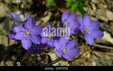 Tour à lobes hepatica Hepatica triloba),(début de printemps, la forêt de Bialowieza, Pologne, Europe Banque D'Images