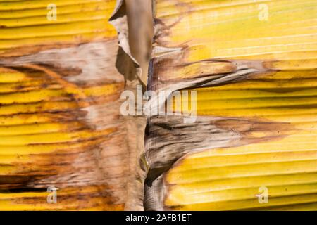 Feuille sèche de bananier, Pisang awak banana Banque D'Images