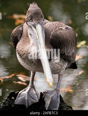 Pélican brun oiseau juvénile par l'eau avec une vue de profil affichage corps, ailes, yeux, tête, bec, avec l'arrière-plan flou d'un plumage. Banque D'Images