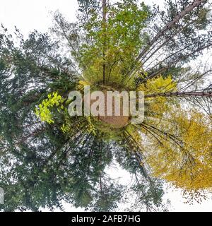 Petite Planète transformation du panorama sphérique de 360 degrés. Résumé sphérique vue aérienne dans la forêt d'automne. Courbure de l'espace. Banque D'Images