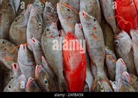 Frisch gefangene Fische zum Verkauf, Fischmarkt Sir Selwyn Selwyn-Clarke im Markt, Victoria, île de Mahé, Seychellen Frisch gefangene SIF Banque D'Images