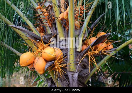 Kokospalme (Cocos nucifera) mit reifen Kokosnüssen, Insel Mahé, Seychellen Banque D'Images