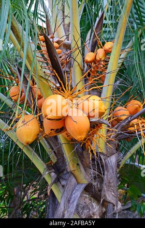 Kokospalme (Cocos nucifera) mit reifen Kokosnüssen, Insel Mahé, Seychellen Banque D'Images