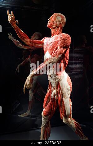 , Präparat Plastinat, Körper eines Mannes, Menschen Museum, Berlin, Deutschland Banque D'Images