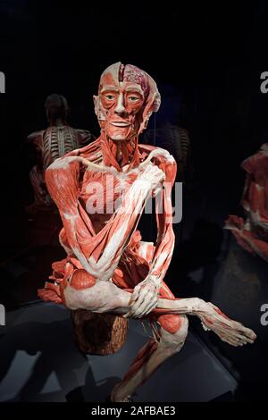 , Präparat Plastinat sitzendes, Körper eines Mannes, Menschen Museum, Berlin, Deutschland Banque D'Images