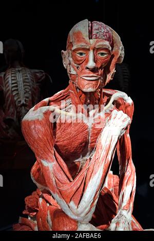 , Präparat Plastinat sitzendes, Körper eines Mannes, Menschen Museum, Berlin, Deutschland Banque D'Images