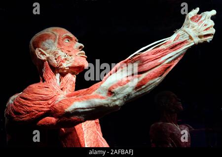 Präparat, Plastinat, Portrait eines Mannes, Menschen Museum, Berlin, Deutschland Banque D'Images