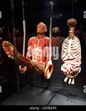 , Präparat Plastinat, Körper als eines Mannes, Ringeturner innere Organe , Menschen Museum, Berlin, Deutschland Banque D'Images