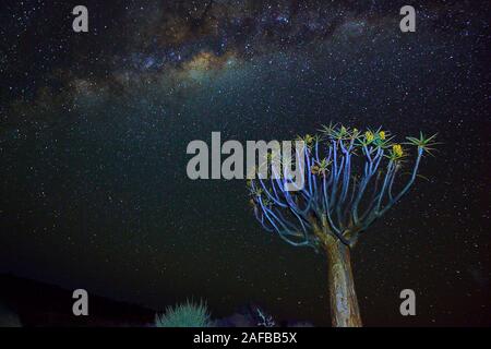 Koecherbaum oder Quivertree (Afrikaans : Kokerboom, Aloe dichotoma) bei nacht mit Milchstrasse , Keetmanshoop, Namibie, Afrique Banque D'Images