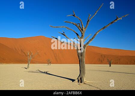 Kameldornbaeume (Acacia erioloba), Kameldorn Kameldornakazie oder auch im letzten Abendlicht, Parc National Namib Naukluft, Deadvlei, Dead Vlei, Sossu Banque D'Images