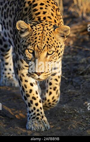 Leopard (Panthera pardus) streift durch sein Revier am Morgen, Khomas Region, Namibie, Afrique Banque D'Images