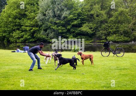 Vue de l'observateur chien jouer avec des chiens sur pelouse, étang, arbres à Vondelpark à Amsterdam. C'est un parc urbain de 47 hectares. C'est un été da Banque D'Images